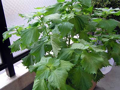 ベランダ菜園 夏編 大葉とバジル ごちそう生活 ごちそう畑